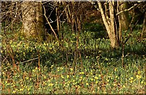 SX7988 : Wild daffodils in Dunsford Wood by Derek Harper