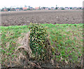 Ivy-clad tree stump in ditch