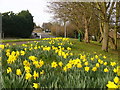 Daffodils on Epsom Road