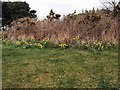 Daffodils in Chatsworth Park