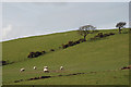 SN6581 : Grazing on the hill by Nigel Brown