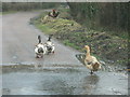 Ducks on Staplewood Lane