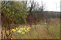 Daventry: daffodils beside the ring road