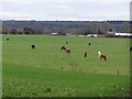 Horses grazing in field, near Lower Burgate