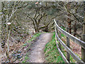 Kingfisher Trail, Clifton Country Park