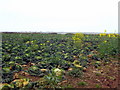 Cabbages and Charlock