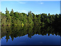 Fishpond, Aldermaston