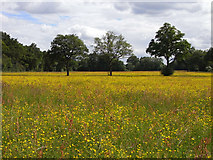 SU5961 : Farmland, Tadley by Andrew Smith