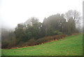 Clump of trees, West Hill