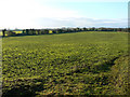 SP1607 : A field near Coln St Aldwyns by Brian Robert Marshall