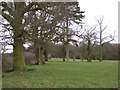 Parkland trees near Haseley Hall Farm