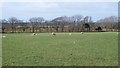 Grazing sheep north of Plas Du