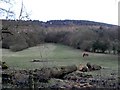 Field opposite Ox Pasture Hall Hotel