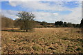 Scrubland, Mayford