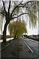 Willows coming into leaf