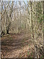 TR1651 : Footpath in Gorsley Wood by David Anstiss