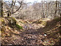 Path coming down through woods from Craig Mony