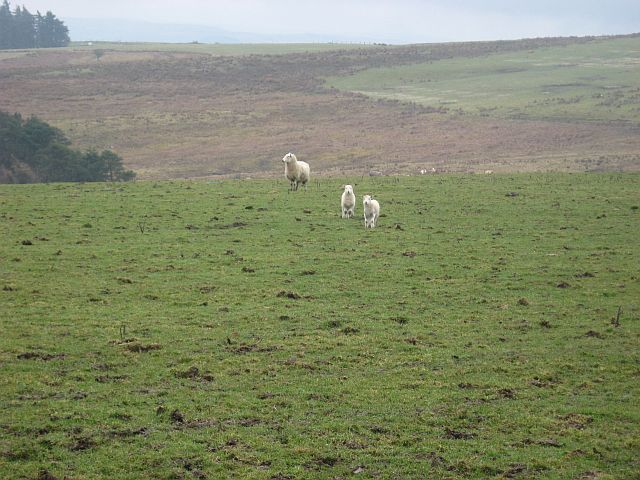 Staring lambs
