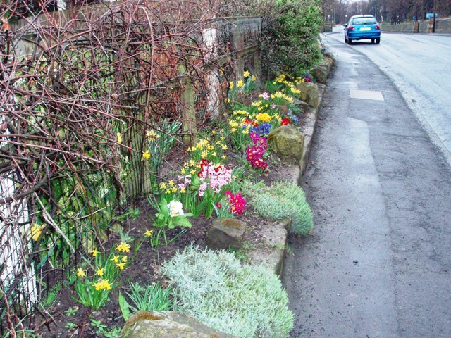 Road-side flowers in Lazenby village
