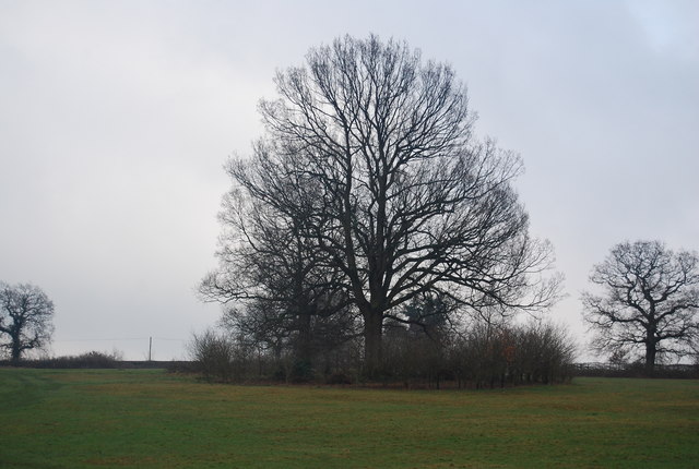 Large tree, Dunorlan Park