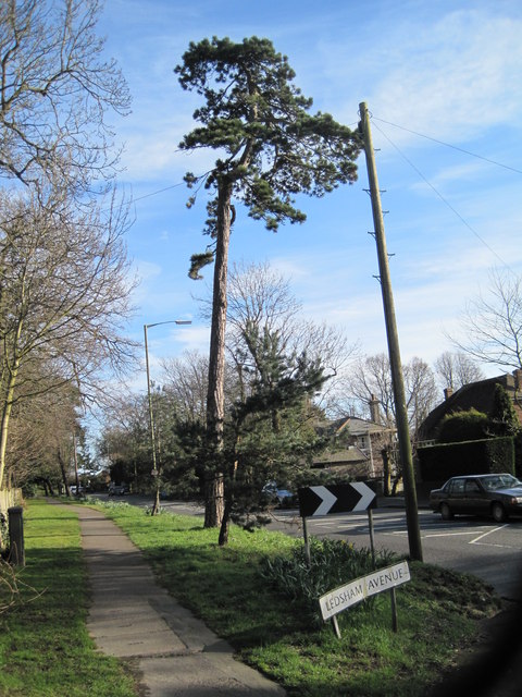 Pine Tree  off Sedlescombe Road North