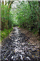 Footpath or linear mire?