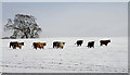 Highland cattle at Eastfield