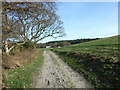 Bridleway looking towards Newton Farm, Studland