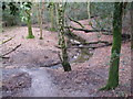 Stream in Stumblewood Common