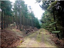 NZ0299 : Path and track junction, Simonside Forest by Andrew Curtis