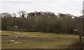 Sheep grazing near the Sewage Works at Llanystumdwy