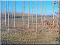 New plantation east of Mullhampton Farm