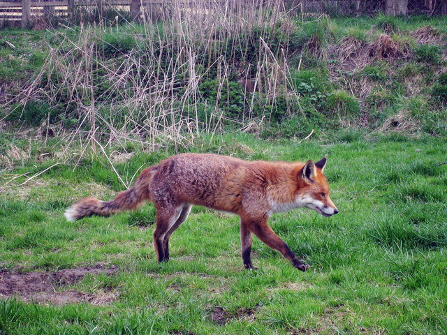 Fox at British Wildlife Centre