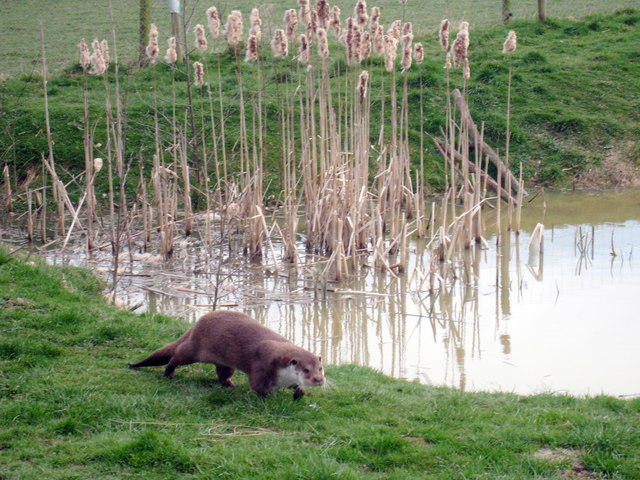 Otter at British Wildlife Centre, Lingfield
