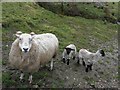 Ewe with lambs, Rylands