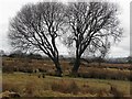 Twin trees, Rylands