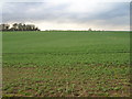 Farmland north of the A1174