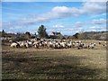 Footpath blocked by sheep