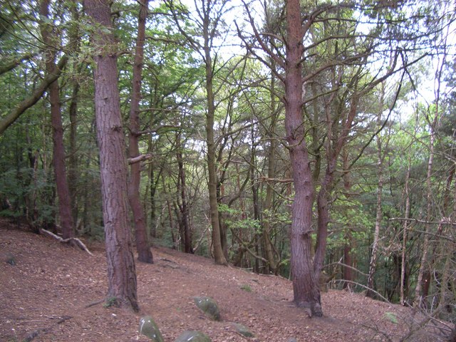 Conifer planting, Buck Wood