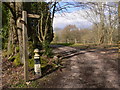 Crossing tracks near Grayswood