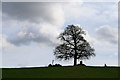 Tree and roof