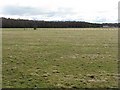 Fields and plantation near Burnside