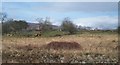 Farmland north of the A487 at Glandwyfach