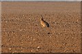 Hare Enjoying the Early Morning Sunlight