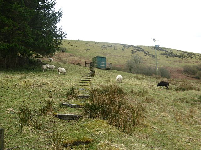Steps leading to small building with black sheep