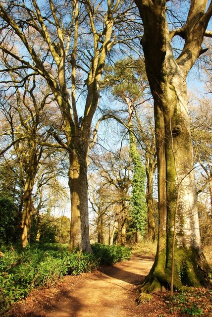 Kingston Lacy: Woodland Garden