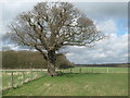 Large Oak beside footpath junction