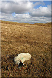 NX7484 : Craigmuie Moor by Walter Baxter