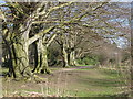 Trees at West Green