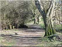 NY9864 : Riverbank footpath west of West Green (2) by Mike Quinn
